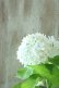 画像7: 山紫陽花 "花吹雪" 18cmポット