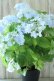 画像12: 山紫陽花 "空~くう~" 18cmポット