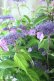 画像7: 山紫陽花 "日高新錦" 20cmポット