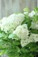 画像9: 山紫陽花 "白舞妓" 20cmポット
