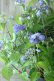 画像11: 山紫陽花 "星の雫" 20cmポット
