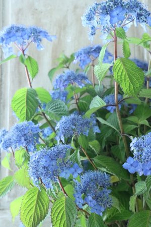 画像2: 山紫陽花 "あいの流れ星" 20cmポット