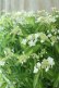 画像8: 山紫陽花 "天城甘茶" 20cmポット
