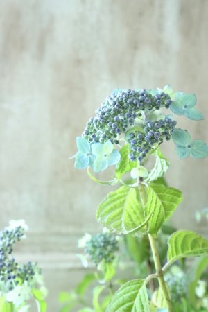 画像9: 山紫陽花 "津江の緑澄" 14cmポット