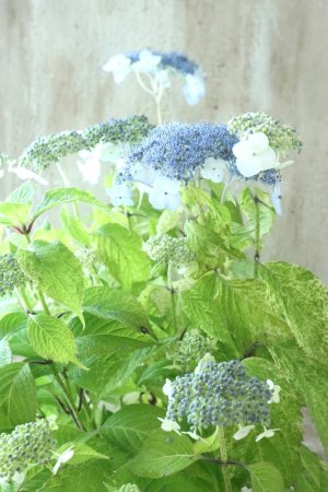 画像2: 山紫陽花 "エゾチリフ" 14cmポット