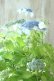 画像2: 山紫陽花 "エゾチリフ" 14cmポット (2)