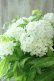 画像3: 山紫陽花 "白舞妓" 20cmポット