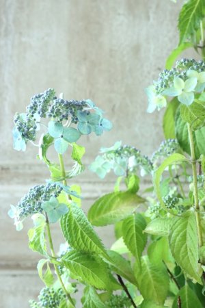 画像11: 山紫陽花 "津江の緑澄" 14cmポット