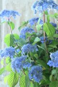 山紫陽花 "あいの流れ星" 20cmポット