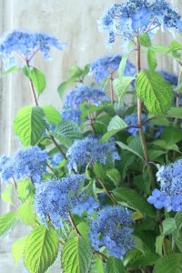 山紫陽花 "あいの流れ星" 20cmポット