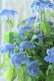 画像1: 山紫陽花 "あいの流れ星" 20cmポット (1)