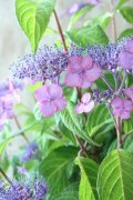山紫陽花 "日高新錦山" 20cmポット