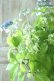 画像5: 山紫陽花 "エゾチリフ" 14cmポット