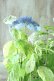 画像9: 山紫陽花 "エゾチリフ" 14cmポット