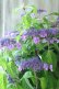 画像5: 山紫陽花 "日高新錦" 20cmポット