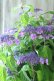 画像4: 山紫陽花 "日高新錦" 20cmポット