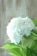 画像11: 山紫陽花 "花吹雪" 18cmポット