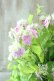 画像8: 山紫陽花 "桃色山あじさい" 20cmポット