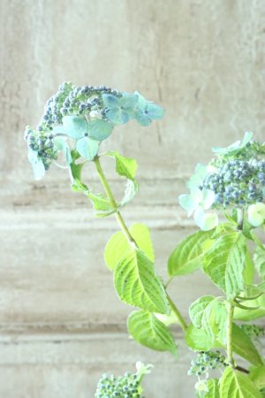 画像3: 山紫陽花 "津江の緑澄" 14cmポット