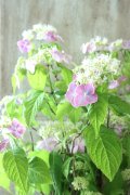 山紫陽花 "桃色山あじさい" 14cmポット