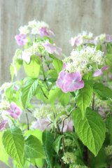 山紫陽花 "桃色山あじさい" 14cmポット