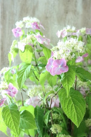 画像1: 山紫陽花 "桃色山あじさい" 14cmポット