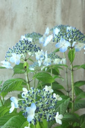 画像2: 山紫陽花 "深山黒姫" 14cmポット