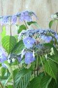 山紫陽花 "星の雫" 20cmポット