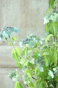 山紫陽花 "津江の緑澄" 14cmポット