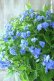 画像5: 山紫陽花 "美栄の華" 20cmポット
