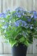 画像13: 山紫陽花 "夜明けまえ" 20cmポット