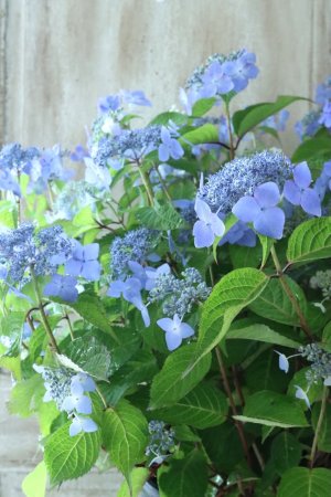 画像2: 山紫陽花 "夜明けまえ" 20cmポット