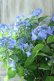 画像2: 山紫陽花 "夜明けまえ" 20cmポット (2)