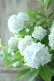 画像5: 山紫陽花 "花吹雪" 18cmポット