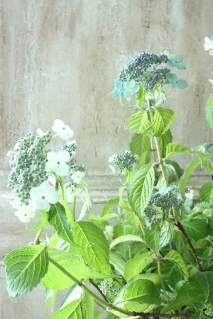 画像8: 山紫陽花 "津江の緑澄" 14cmポット