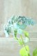 画像6: 山紫陽花 "津江の緑澄" 14cmポット