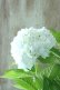 画像12: 山紫陽花 "花吹雪" 18cmポット