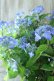画像3: 山紫陽花 "夜明けまえ" 20cmポット