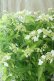 画像9: 山紫陽花 "天城甘茶" 20cmポット