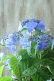 画像6: 山紫陽花 "夜明けまえ" 20cmポット
