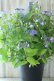 画像13: 山紫陽花 "星の雫" 20cmポット