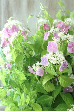 画像2: 山紫陽花 "桃色山あじさい" 20cmポット