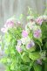 画像4: 山紫陽花 "桃色山あじさい" 20cmポット