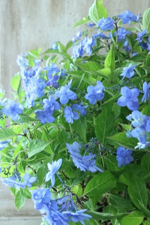 画像2: 山紫陽花 "美栄の華" 20cmポット
