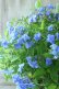 画像2: 山紫陽花 "美栄の華" 20cmポット (2)