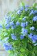 画像3: 山紫陽花 "美栄の華" 20cmポット