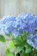 画像4: 山紫陽花 "津江のこでまり" 14cmポット