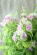 画像5: 山紫陽花 "桃色山あじさい" 20cmポット