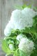 画像8: 山紫陽花 "花吹雪" 18cmポット