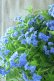 画像8: 山紫陽花 "美栄の華" 20cmポット